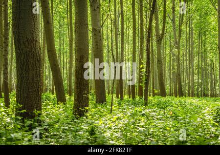 01. 05. 2017. Donau - Serbien, Novi Sad, Petrovaradin. Ein junger Pappelwald am Ufer der Donau in Petrovaradin. Stockfoto