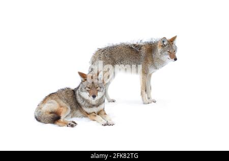 Zwei Kojoten Canis yogiebeer auf weißem Hintergrund wandern und jagen im Winter Schnee in Kanada isoliert Stockfoto