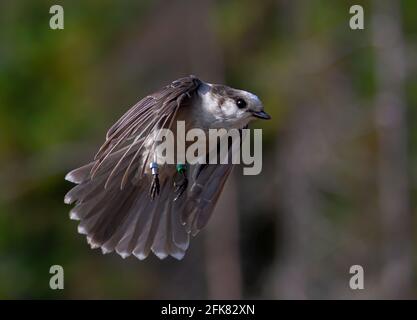 Canada Jay oder Grey Jay (Perisoreus canadensis) auf dem Flug im Algonquin Provincial Park, Kanada Stockfoto