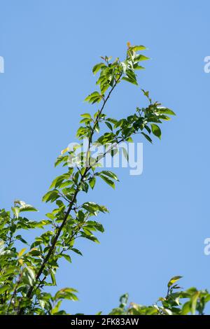 Kirschbaum im April, Stadt Isehara, Präfektur Kanagawa, Japan. Frische grüne Blätter. Stockfoto