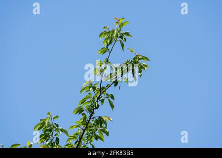 Kirschbaum im April, Stadt Isehara, Präfektur Kanagawa, Japan. Frische grüne Blätter. Stockfoto
