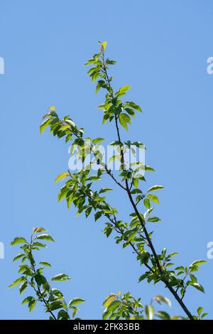 Kirschbaum im April, Stadt Isehara, Präfektur Kanagawa, Japan. Frische grüne Blätter. Stockfoto