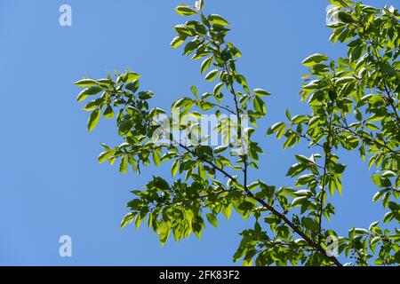 Kirschbaum im April, Stadt Isehara, Präfektur Kanagawa, Japan. Frische grüne Blätter. Stockfoto