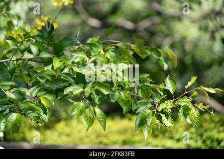 Kirschbaum im April, Stadt Isehara, Präfektur Kanagawa, Japan. Frische grüne Blätter. Stockfoto