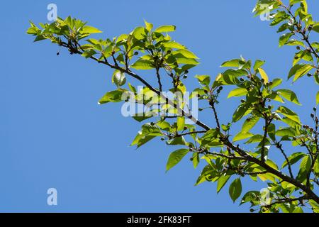 Kirschbaum im April, Stadt Isehara, Präfektur Kanagawa, Japan. Frische grüne Blätter. Stockfoto