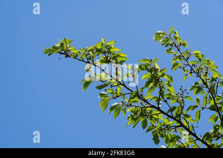 Kirschbaum im April, Stadt Isehara, Präfektur Kanagawa, Japan. Frische grüne Blätter. Stockfoto