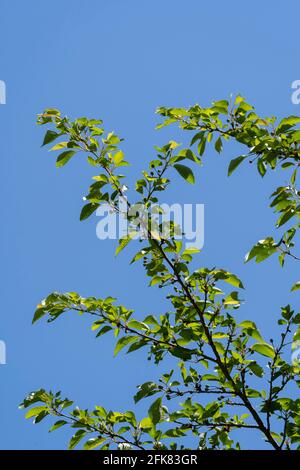 Kirschbaum im April, Stadt Isehara, Präfektur Kanagawa, Japan. Frische grüne Blätter. Stockfoto