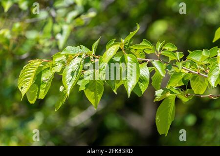 Kirschbaum im April, Stadt Isehara, Präfektur Kanagawa, Japan. Frische grüne Blätter. Stockfoto