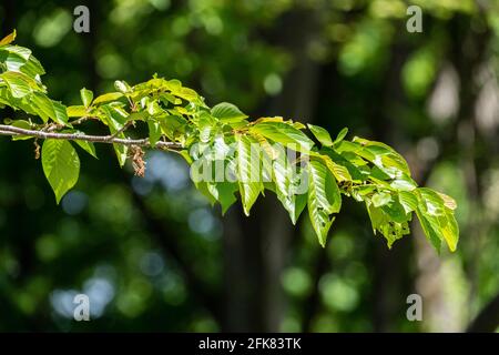 Kirschbaum im April, Stadt Isehara, Präfektur Kanagawa, Japan. Frische grüne Blätter. Stockfoto