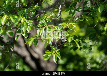 Kirschbaum im April, Stadt Isehara, Präfektur Kanagawa, Japan. Frische grüne Blätter. Stockfoto