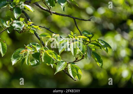 Kirschbaum im April, Stadt Isehara, Präfektur Kanagawa, Japan. Frische grüne Blätter. Stockfoto
