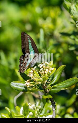 Gewöhnliche Blauflasche (Graphium sarpedon), Stadt Isehara, Präfektur Kanagawa, Japan Stockfoto