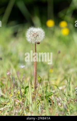 Löwenzahn, Stadt Isehara, Präfektur Kanagawa, Japan Stockfoto