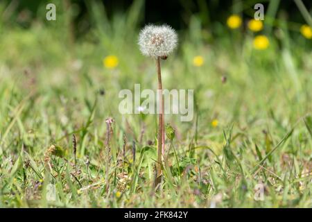 Löwenzahn, Stadt Isehara, Präfektur Kanagawa, Japan Stockfoto