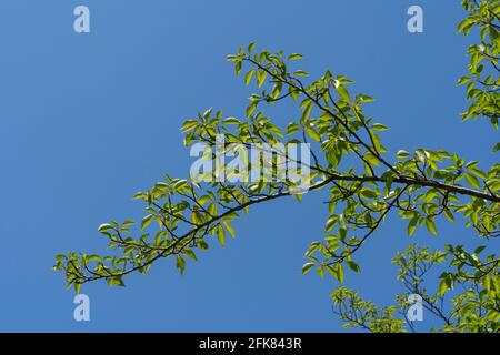 Kirschbaum im April, Stadt Isehara, Präfektur Kanagawa, Japan. Frische grüne Blätter. Stockfoto