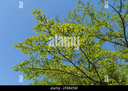 Kirschbaum im April, Stadt Isehara, Präfektur Kanagawa, Japan. Frische grüne Blätter. Stockfoto