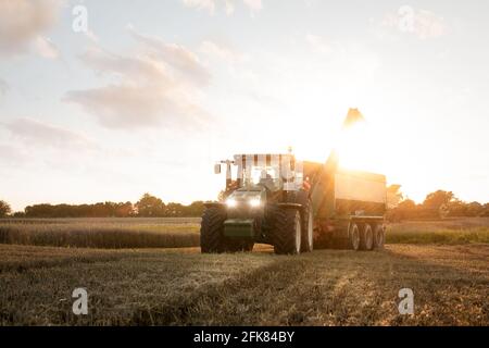 Traktor mit Getreidewagen auf einem Feld in der Dämmerung Stockfoto