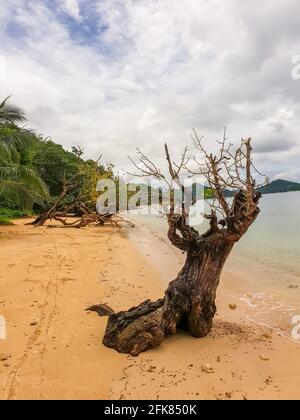 Coron Strand mit schönen Holzstamm und Palmen im Hintergrund. Stockfoto