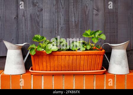 Selbstgewachsene Erdbeerpflanze in einem Terrakotta-Topf. Metallkannen sind auf beiden Seiten und sitzen auf einer roten Ziegelwand. Stockfoto