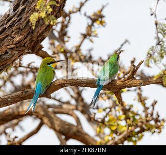 Ein Paar Schwalbenschwanzbienen-Esser, die in einem Baum in der südafrikanischen Savanne thront, einer mit einem Insekt, das er gefangen hat Stockfoto