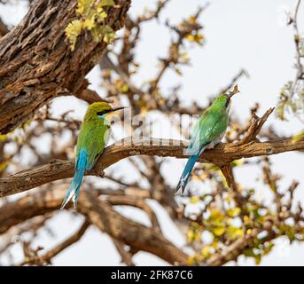 Ein Paar Schwalbenschwanzbienen-Esser, die in einem Baum in der südafrikanischen Savanne thront, einer mit einem Insekt, das er gefangen hat Stockfoto