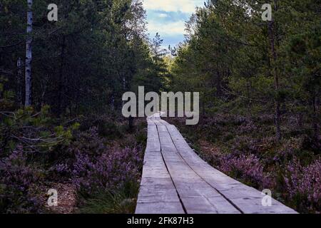 Hölzerne Fußgängerbrücke in Sümpfen in Cenas, Lettland Stockfoto