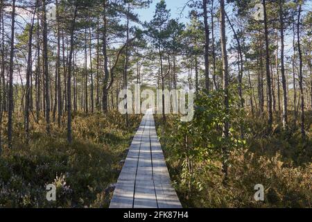 Hölzerne Fußgängerbrücke in Sümpfen in Cenas, Lettland Stockfoto