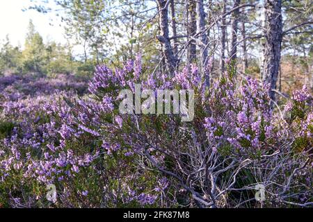 Lila Blüten von Heidekraut im Wald am Ende Des Sommers Stockfoto