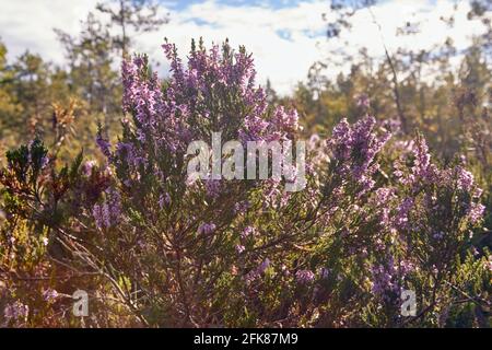 Lila Blüten von Heidekraut im Wald am Ende Des Sommers Stockfoto