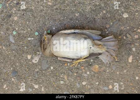 Ein totes Exemplar des Passer domesticus oder des Haussperlings. Es ist einer der üblichen Vögel in ländlichen und städtischen Umgebungen, aber seine Bevölkerung ist im Rückgang Stockfoto