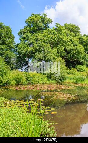 The Horse Pond mit rosa und roten Seerosen in Blüte in Great Dixter, Northiam, East Sussex, Heimat des berühmten Gärtners Christopher Lloyd Stockfoto