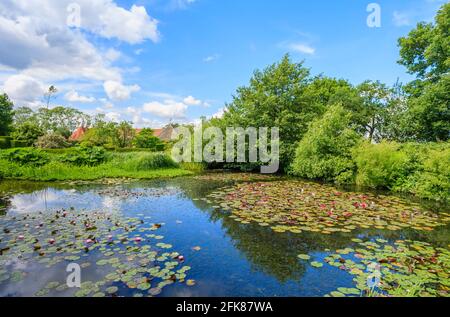 The Horse Pond mit rosa und roten Seerosen und Gunnera tinctoria in Great Dixter, Northiam, East Sussex, Heimat des berühmten Gärtners Christopher Lloyd Stockfoto