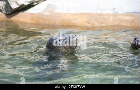 Robben im Cornish Robbe Sanctuary in Gweek, das Robbenjungen seit über 60 Jahren rettet und weit über 3000 Welpen gerettet hat. Stockfoto