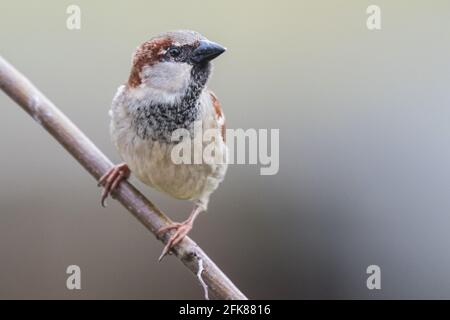 Männlicher Haussperling sitzt auf einem Ast Stockfoto