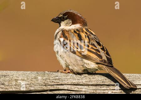 Männlicher Haussperling sitzt auf einem Ast Stockfoto