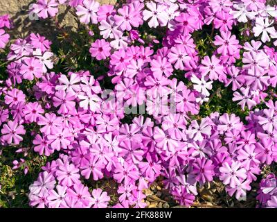 Rosa schleichende Phlox blühend in einem Steingarten Stockfoto
