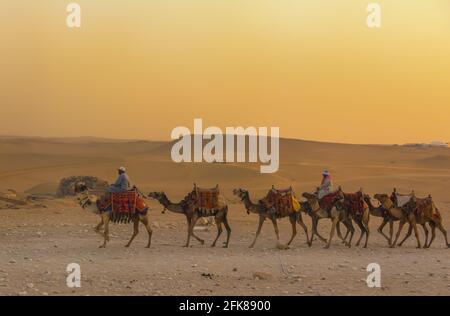 Beduinen auf Kamelen vor der berühmten Pyramiden von Gizeh in Ägypten Stockfoto