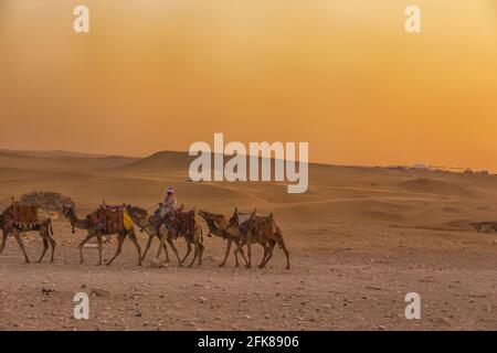 Beduinen auf Kamelen vor der berühmten Pyramiden von Gizeh in Ägypten Stockfoto