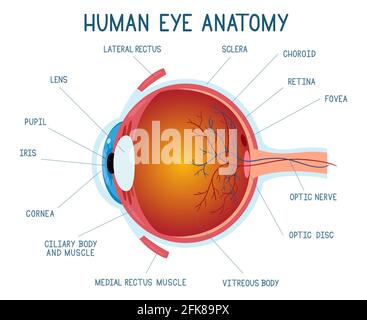 Cartoon-Augen-Anatomieschema. Infografik zum menschlichen Augapfel, Vektor-Illustration zur inneren Struktur des Augapfels. Poster zur Biologie der Augenanatomie Stock Vektor