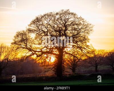 Eichenbäume in der Gasse, die von der Abendsonne beleuchtet werden. Stockfoto