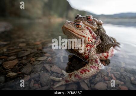 Weitwinkel-Makroaufnahme von sich paarenden europäischen Kröten (Bufo bufo), die auf einem felsigen Seegrund stehen und teilweise unter Wasser stehen. Berglandschaft im Hintergrund Stockfoto