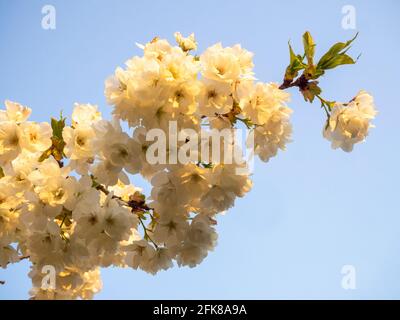 Weiße Prunusblüte, die das Abendlicht an einem blauen Himmel auffängt. Stockfoto