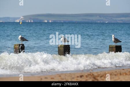 Bournemouth, Großbritannien. April 2021. Drei Möwen ruhen sich an einem sonnigen Tag an der Küste von Bournemouth vor dem Feiertagswochenende aus. Kredit: Richard Crease/Alamy Live Nachrichten Stockfoto