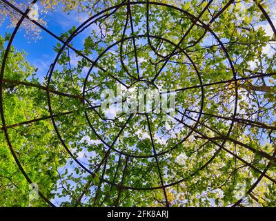Niedriger Winkel Schuss der Pflanzenlauge im Garten unter Die Bäume Stockfoto