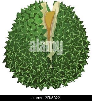 Durian Musang-Ikone, Cartoon-Stil Stock Vektor