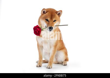 Red shiba inu japanischer Hund im Studio Stockfoto