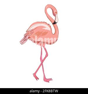 Rosafarbene Flamingo-Vektor-Illustration isoliert auf weißem Hintergrund. Stock Vektor