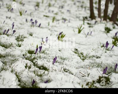Ein Teppich aus purpurnen Krokussen und grünem Gras bricht durch etwas späten Schnee, während der Frühling den Winter überwinden will. Stockfoto