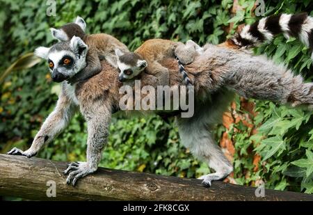 RING TAILED LEMUR CLAIRE ZEIGT IHRE ZWILLINGE IM MARWELL ZOO, HAMPSHIRE.. SIE SIND DIE DRITTE GRUPPE VON LEMURENZWILLINGEN, DIE IN DIESEM JAHR IN MARWELL GEBOREN WURDEN. DIE NUR IN FREIER WILDBAHN AUF MADAGASKAR GEFUNDENEN RINGSCHWANZLEMUREN SIND DURCH DIE ZERSTÖRUNG DER WÄLDER ZUNEHMEND BEDROHT. MARWELL'S BILL HALL SAGTE: 'WIR KÄMPFEN UM DIE RETTUNG DER LEMUREN, DESHALB SIND ZUCHTPROGRAMME WIE UNSERE UNERLÄSSLICH' PIC. MIKE WALKER, 2002 Stockfoto