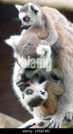 RING TAILED LEMUR CLAIRE ZEIGT IHRE ZWILLINGE IM MARWELL ZOO, HAMPSHIRE.. SIE SIND DIE DRITTE GRUPPE VON LEMURENZWILLINGEN, DIE IN DIESEM JAHR IN MARWELL GEBOREN WURDEN. DIE NUR IN FREIER WILDBAHN AUF MADAGASKAR GEFUNDENEN RINGSCHWANZLEMUREN SIND DURCH DIE ZERSTÖRUNG DER WÄLDER ZUNEHMEND BEDROHT. MARWELL'S BILL HALL SAGTE: 'WIR KÄMPFEN UM DIE RETTUNG DER LEMUREN, DESHALB SIND ZUCHTPROGRAMME WIE UNSERE UNERLÄSSLICH' PIC. MIKE WALKER, 2002 Stockfoto